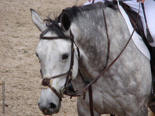 Wallpaper Mural Portrait de cheval de concours Torontodigital.ca