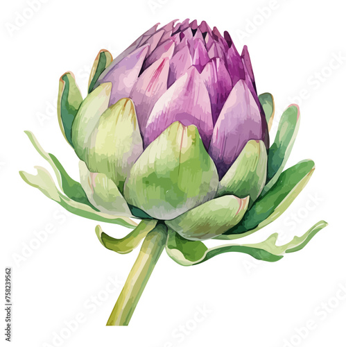 Watercolor Illustration Vector of a artichoke flowers & Vegetable, isolated on a white background, Graphic Drawing, Graphic art, clipart  Painting. 