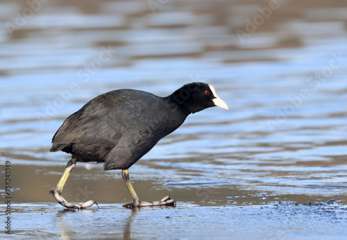 Photography Coot
