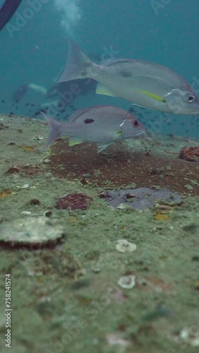 Spicara maena fish swimming among divers photo