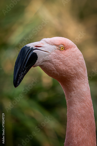 Close-Up of Flamingo with Vibrant Eyes and Beak
