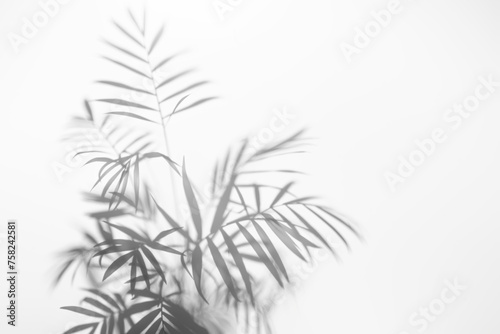 Abstract shadow  black and white shadow of a tropical plant leaf on a white wall.