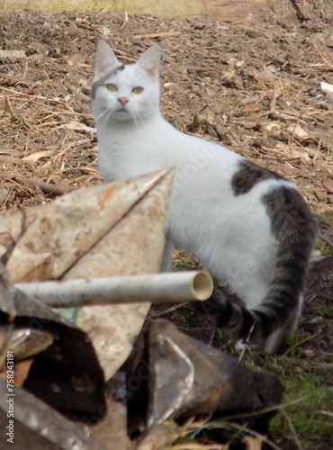 Wallpaper Mural Papa chat Torontodigital.ca
