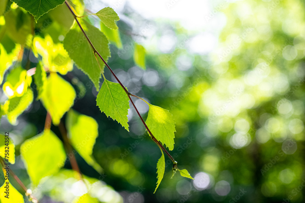 Birch branch with young green leaves in summer on a blurred background Birch branch with young green leaves in summer on a blurred background