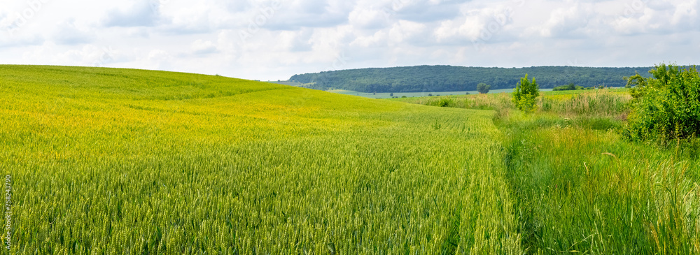 Field with green wheat, summer landscape, panorama
