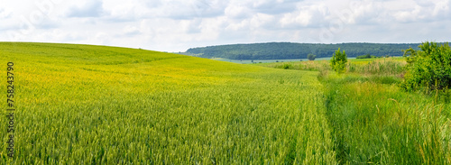 Field with green wheat, summer landscape, panorama