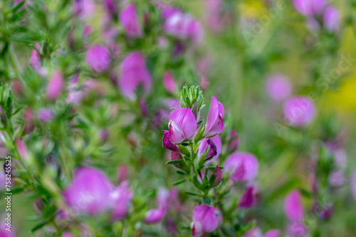 Ononis spinosa light pink and white wild flowering plant on slovenian alpine meadow  group of spiny restharrow flowers in bloom