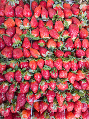 a lot of ripe large strawberries from the new harvest in trays