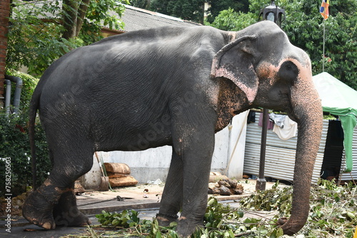 An elephant who arrives to participate in Kandy Esala Perahera at Temple of the Tooth (Sri Dalada Maligawa), Kandy, Sri Lanka.