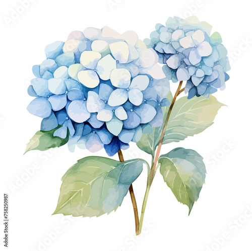 Watercolor painting Vector of blue hydrangea flower illustration, isolated on a white background, Drawing clipart, Illustration Graphic, art