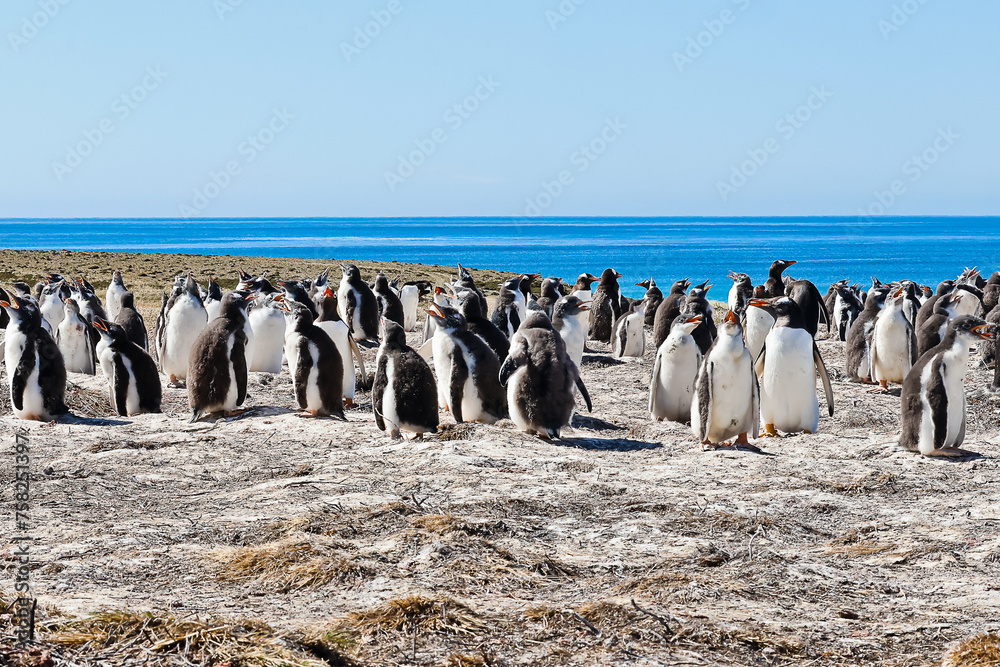 Fototapeta premium Gentoo penguins on Bertha’s beach Falkland Islands