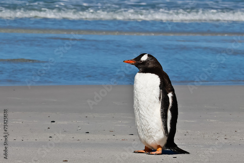 Gentoo penguin marching on Bertha   s beach Falkland Islands