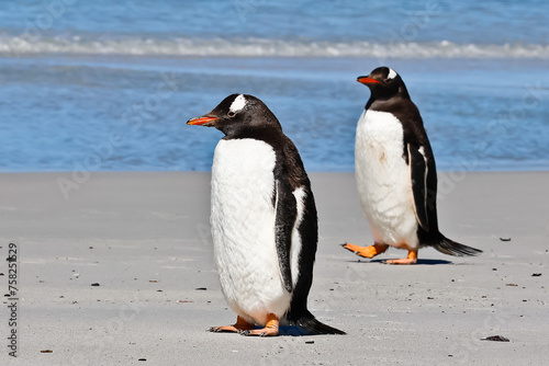 Gentoo penguins marching  on Bertha   s beach Falkland Islands