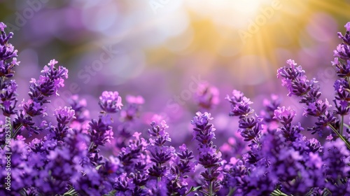  a field of purple lavender flowers with the sun shining through the clouds in the background and a blurry image of the flowers in the foreground.