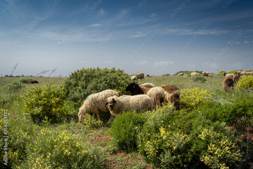 Fototapeta premium a flock of sheep graze in a meadow in Galdar. Gran Canaria. Canary Islands 