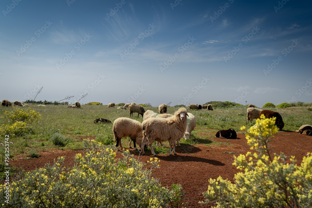 Fototapeta premium a flock of sheep graze in a meadow in Galdar. Gran Canaria. Canary Islands 
