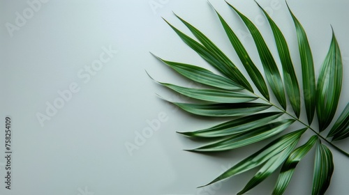 Close-Up of a Green Leaf on White Background