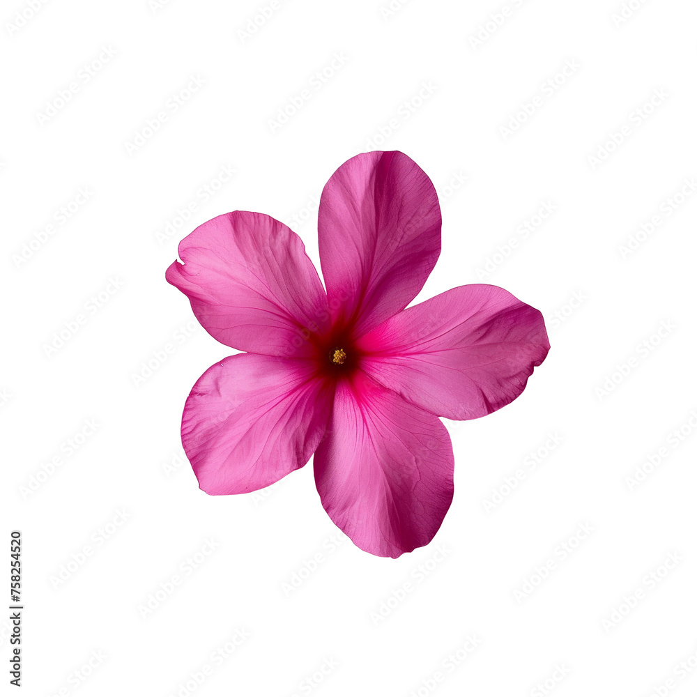 Spring blooms, bougainvillea flower isolated, png Transparent Background