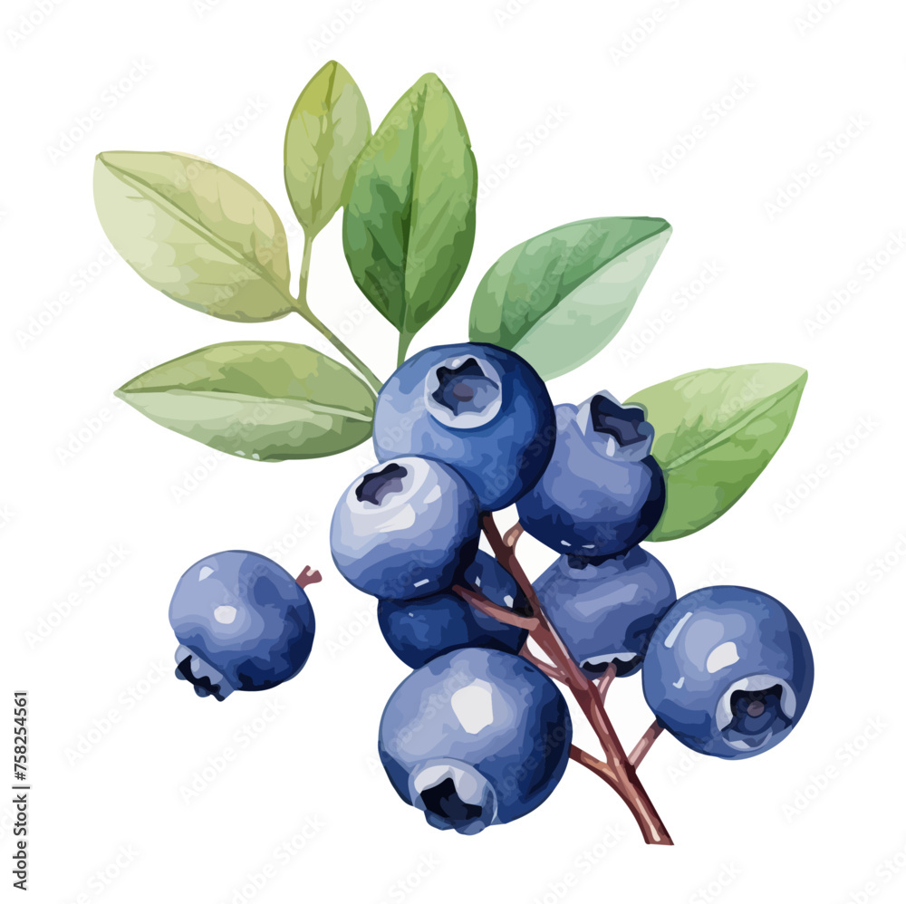 watercolor Drawing clipart of Blueberry with leaves and branch, on a white background, Illustration painting art, Graphic vector logo. watercolor Drawing clipart of Blueberry with leaves and branch, on a white background, Illustration painting art, Graphic vector logo.