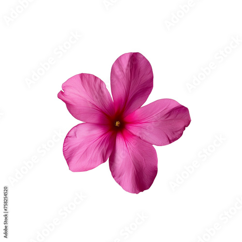 Spring blooms, bougainvillea flower isolated, png Transparent Background © INSPIRO SOURCE
