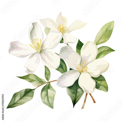 Watercolor of a vector art of a jasmine flowers with leaves, isolated on a white background, Illustration Graphic, Drawing Vector, Painting clipart 
