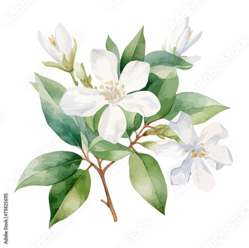 Watercolor Drawing Vector of a jasmine flower with branch, isolated on a white background, Painting Graphic, Illustration clipart.