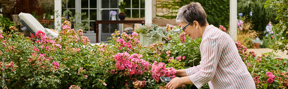 appealing jolly mature woman with short hair using gardening tools on her vibrant rosehip, banner appealing jolly mature woman with short hair using gardening tools on her vibrant rosehip, banner