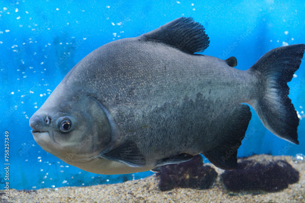 Black paku, piranha fish aquarium blue background. - obrazy, fototapety, plakaty 