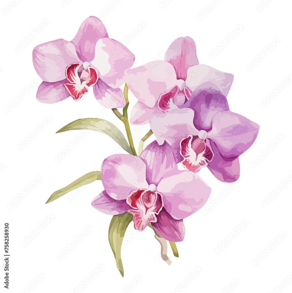 Watercolor Painting Vector clipart Orchid flower, isolated on a white background, Drawing, Illustration, Graphic art.