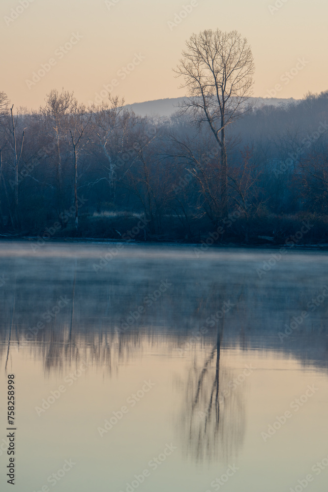 A tree is reflected in the water of a lake