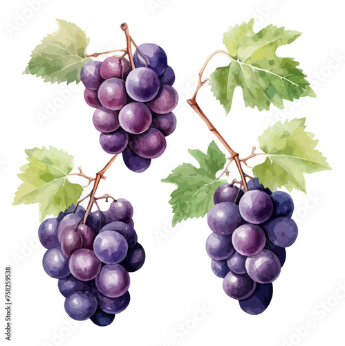 Watercolor Painting Illustration of grape Collection, isolated on a white background, Drawing clipart Vector, Graphic art.