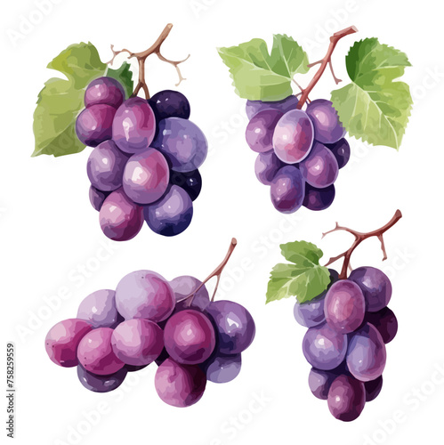 Watercolor Painting clipart of grape fruit set, isolated on a white background, Drawing vector, Illustration & Graphic.