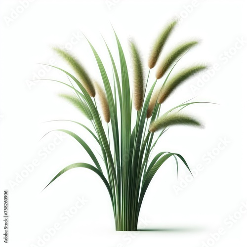 Green cane reed grass isolated on a white background 