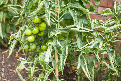 Tomato leaf curl. Tomato plants with leaves curled in UK garden