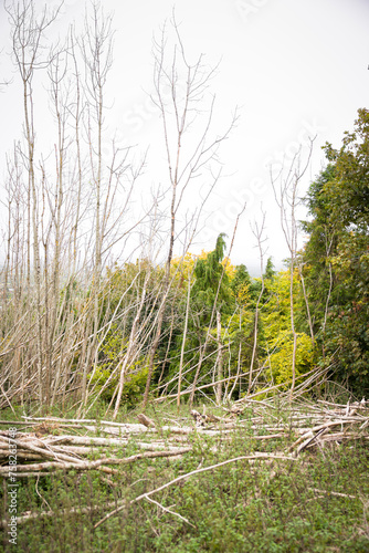 Ash dieback (Hymenoscyphus fraxineus) in a forest in England, UK photo