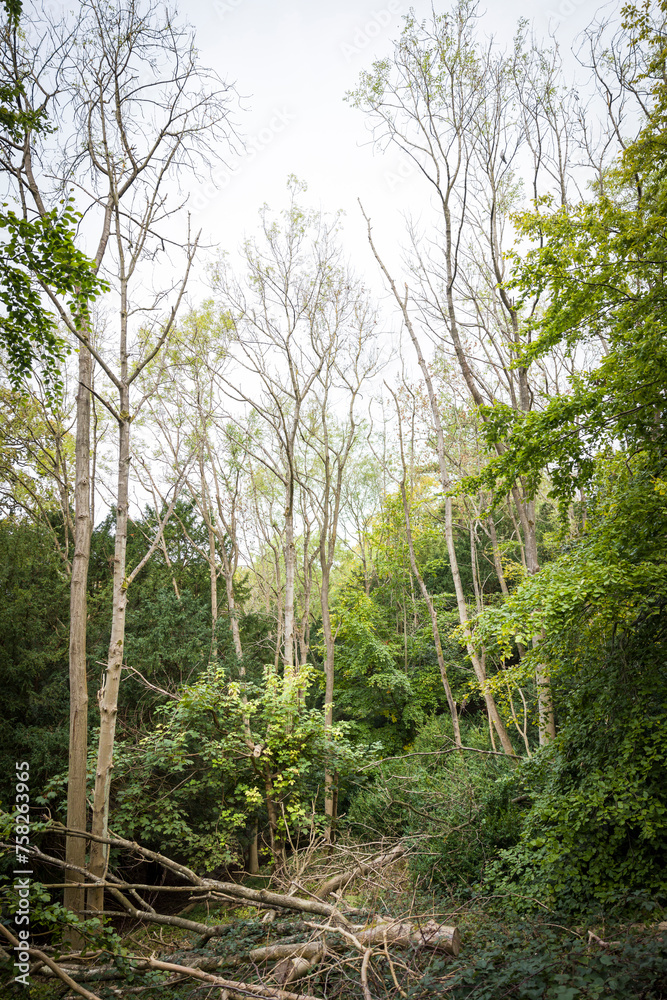 Ash dieback (Hymenoscyphus fraxineus) in a forest in England, UK Ash dieback (Hymenoscyphus fraxineus) in a forest in England, UK