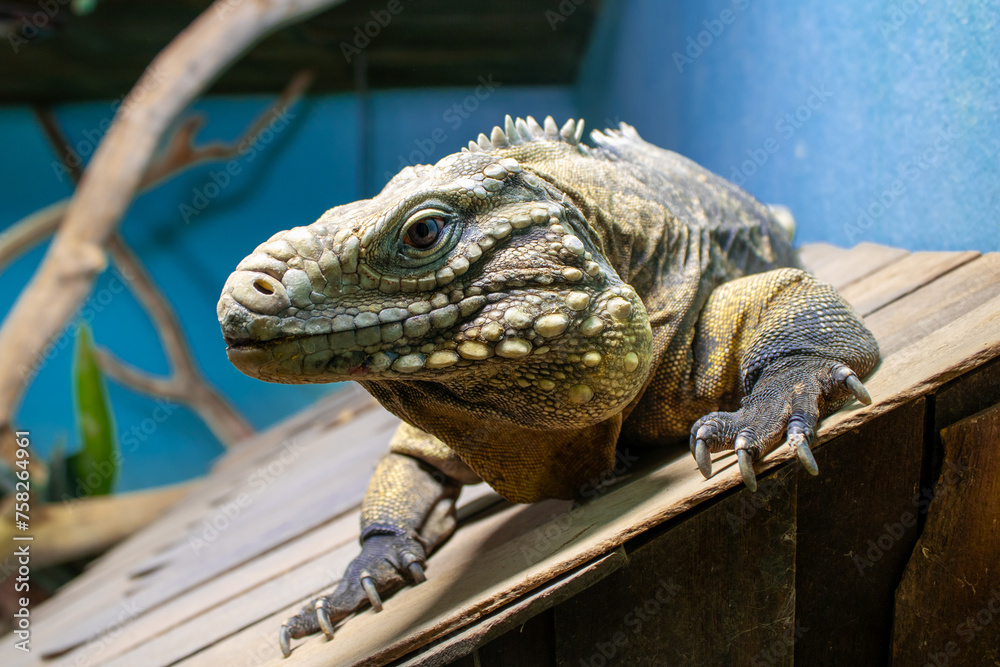 Obraz premium reptile