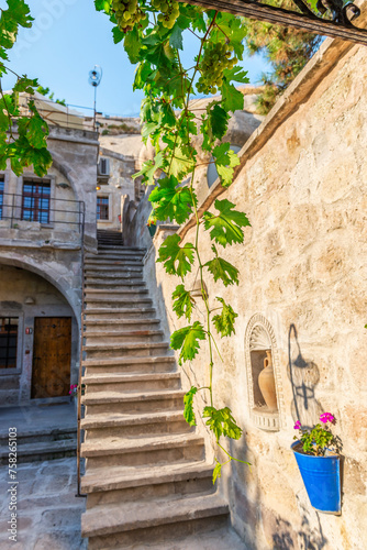 Obraz na płótnie Grape vine in Cappadocia w salonie