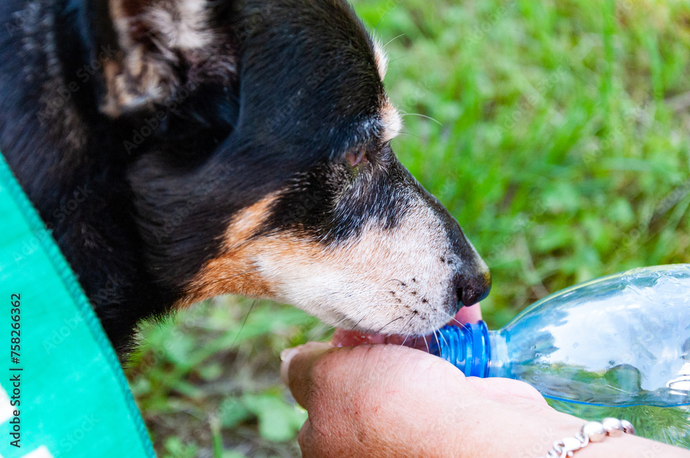 Puppy feel thirsty in summer. Dog thirst at hot weather. Drinking water. Refreshing drink. Thirsty dog drinking water outdoor. Dog pet drink water from hands. Hot summer day. Help animals