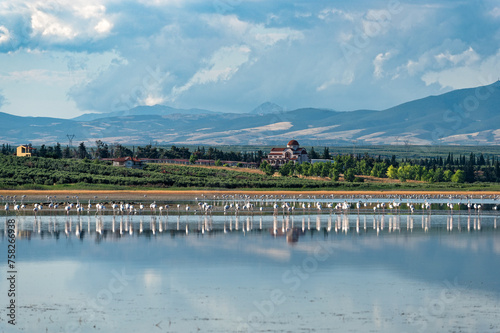 View of a wetland full of flamingos in Agios Mamas in Chalkidiki, Greece in summer