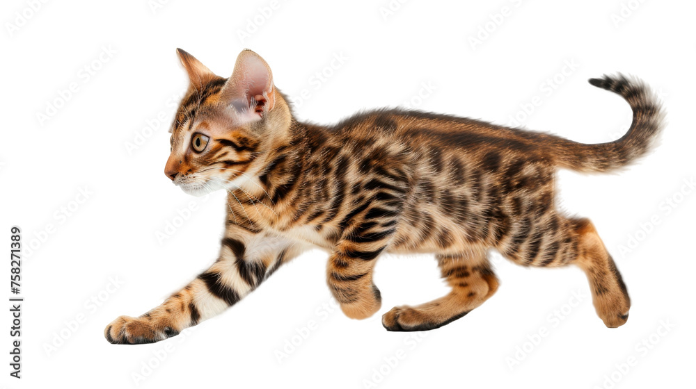 Bengal kitten - Transparent background, Cut out