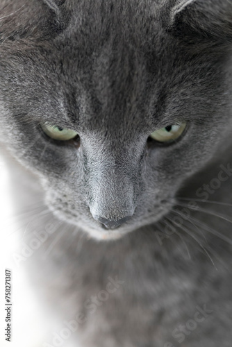 portrait of a cat, russian blue cat