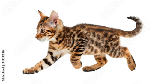 Bengal kitten - Transparent background, Cut out