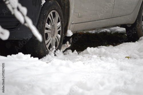 little kitten hidden under the car in the winter in the snow