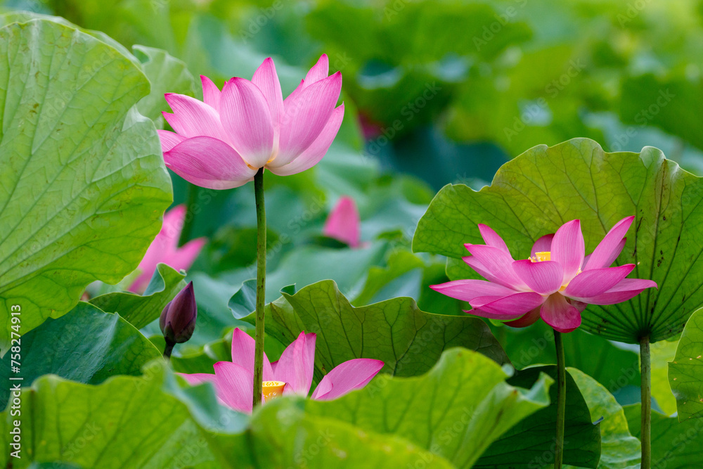 Vivid pink lotus blooms surrounded by green leaves with distinct reticulate veins in an early morning of June at an ecological pond of New Taipei Metro Hydrophilic Park, northern Taiwan. Vivid pink lotus blooms surrounded by green leaves with distinct reticulate veins in an early morning of June at an ecological pond of New Taipei Metro Hydrophilic Park, northern Taiwan.