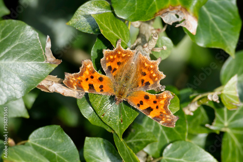 Comma butterfly (Polygonia c-album) sitting on a green leaf in Zurich, Switzerland