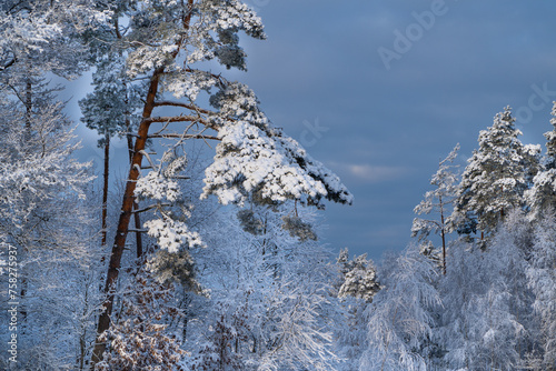 las sosnowy w śniegu