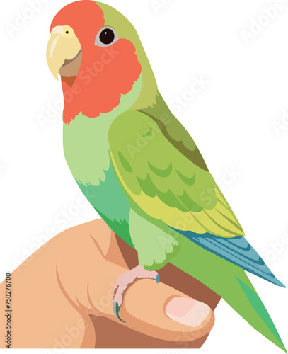 Colorful parakeet perched on human finger