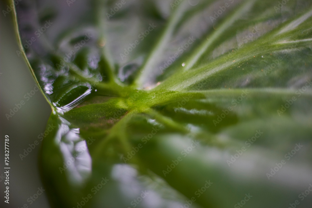 Obraz premium hermosas plantas y flores