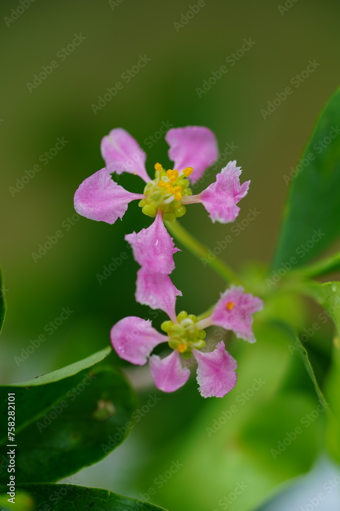 Rose pink flower of acerola bushes (Malpighia glabra, Malpighiaceae). The tropical fruits of this bush are rich in vitamin C. Terra do Caju village, Amazonas, Brazil. Rose pink flower of acerola bushes (Malpighia glabra, Malpighiaceae). The tropical fruits of this bush are rich in vitamin C. Terra do Caju village, Amazonas, Brazil.